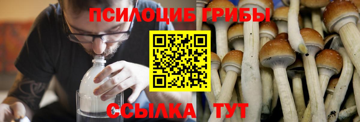 Саров  Галлюциногенные грибы Cubensis  Вход с VPN  Псилоцибиновые грибы Cubensis 